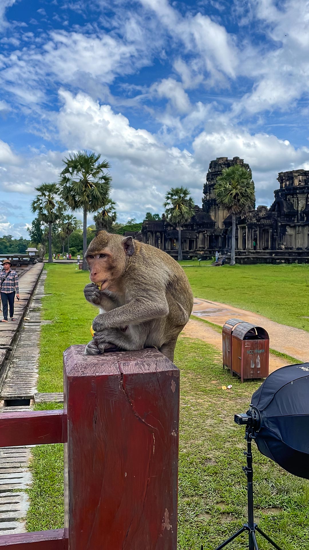 /fm/Files//Pictures/Ido Uploads/Asia/cambodia/All/Angkor Wat - Monkey.jpg